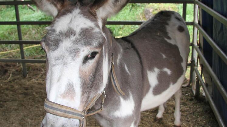 Der gefleckte Esel ist ausgesprochen gutmütig
