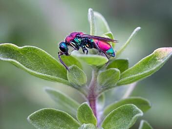 "Goldwespe auf Majoran" heißt diese Makroaufnahme.  Foto: Ilse Schwarz