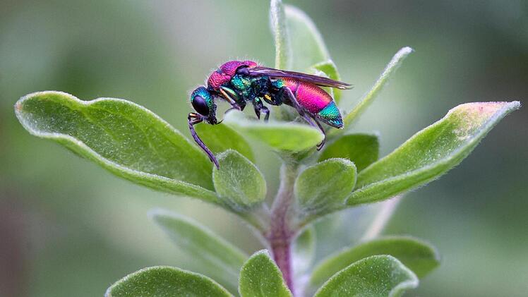 "Goldwespe auf Majoran" heißt diese Makroaufnahme.  Foto: Ilse Schwarz
