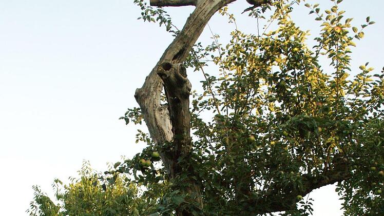 Als "Insektenhotel" lässt Stefan Schneider diesen alten Apfelbaum stehen - er hat aber auch noch lebende Triebe, an denen Äpfel reifen. Foto: Sabine Weinbeer