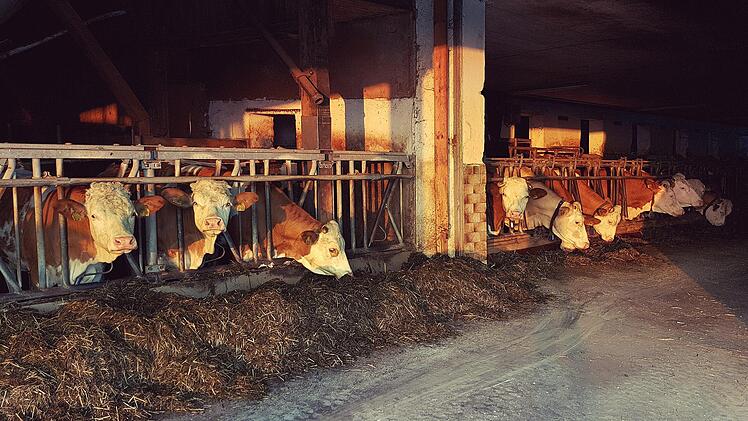 Großhabersorf: Feuerwehr rückt zur "Großtierrettung" an - Einsatzkräfte müssen improvisieren