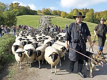 Immer wieder ein beeindruckendes Bild, wenn die Rhönschafe der Weidegemeinschaft über den Ginolfser Hausberg ziehen. Rhönschäfer Julian Schulz und sein Gehilfe Viktor Schumann zogen der Herde voran. Fotos: Marion Eckert