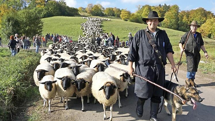 Immer wieder ein beeindruckendes Bild, wenn die Rhönschafe der Weidegemeinschaft über den Ginolfser Hausberg ziehen. Rhönschäfer Julian Schulz und sein Gehilfe Viktor Schumann zogen der Herde voran. Fotos: Marion Eckert