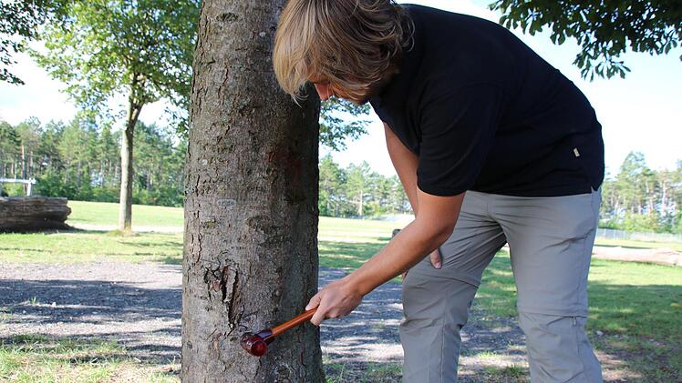 Mit einem Schonhammer klopft Florian Reuscher die Baumstämme ab, um Hohlstellen zu ermitteln. Foto: Sandro Wegmann