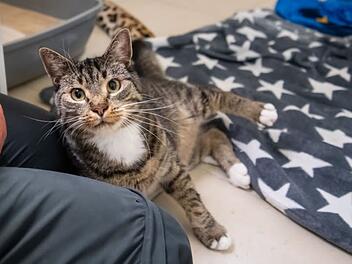 "Einfach im Stich gelassen": Das macht Tierheim-Kater aus N&uuml;rnberg so besonders