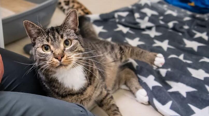 "Einfach im Stich gelassen": Das macht Tierheim-Kater aus N&uuml;rnberg so besonders