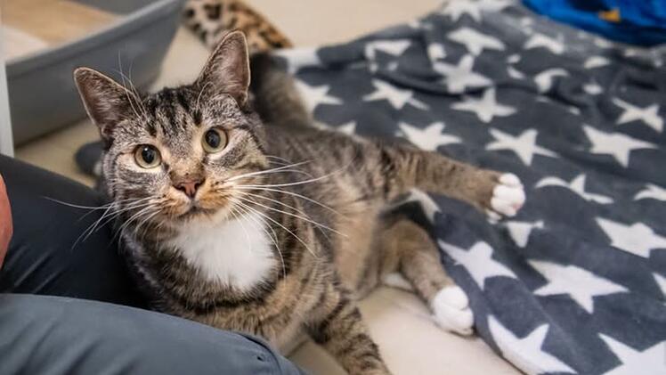 "Einfach im Stich gelassen": Das macht Tierheim-Kater aus N&uuml;rnberg so besonders