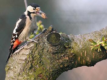 Blutspechte wie dieses Weibchen ernähren sich vornehmlich von Früchten, Nüssen, Kernen oder Insekten. Sie halten sich daher gerne in der Nähe von Obstgärten, Parks oder Friedhöfen auf. Foto: Z. Tunka