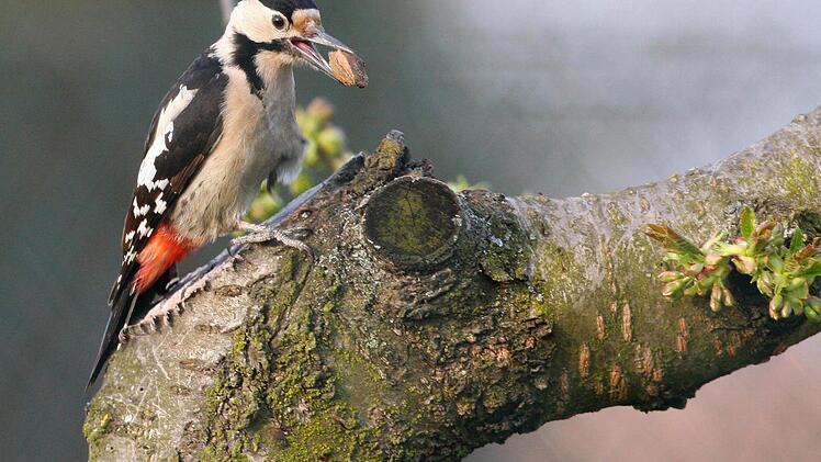 Blutspechte wie dieses Weibchen ernähren sich vornehmlich von Früchten, Nüssen, Kernen oder Insekten. Sie halten sich daher gerne in der Nähe von Obstgärten, Parks oder Friedhöfen auf. Foto: Z. Tunka