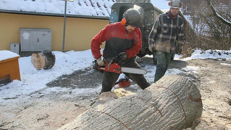 Der mächtige Stamm wird zersägt. Fotos: Sonja Adam