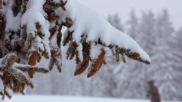 Eine Schneedecke ist zwar ideal für den Garten, aber bei immergrünen Laub- und Nadelgehölzen kann eine zu große Schneeauflage eine erhöhte Bruchgefahr bedeuten. Foto: Silas Stein/dpa