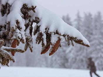 Eine Schneedecke ist zwar ideal für den Garten, aber bei immergrünen Laub- und Nadelgehölzen kann eine zu große Schneeauflage eine erhöhte Bruchgefahr bedeuten. Foto: Silas Stein/dpa