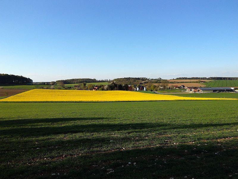 "Rapsody" in der Abendsonne