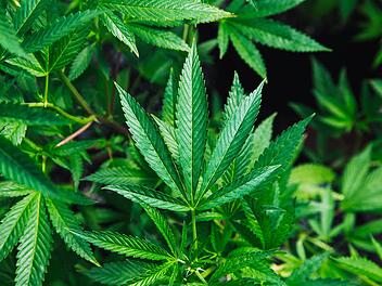 Kann Cannabis gegen Parkinson helfen? Symbolbild: unsplashc.com