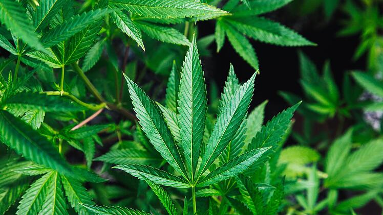 Kann Cannabis gegen Parkinson helfen? Symbolbild: unsplashc.com