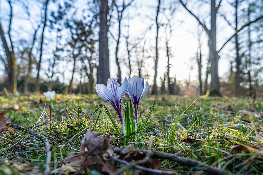 Fr&uuml;hlingserwachen: So sch&ouml;n bl&uuml;ht es im Bamberger Hain