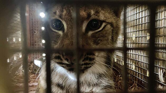Der BR blickt in "Animal Takeoff" hinter die Kulissen des M&uuml;nchner Flughafens auf der Suche nach seinen tierischen Flugg&auml;sten. In der ersten Folge erwartet Amtsveterin&auml;r Henrik Tandler einen europ&auml;ischen Luchs (Foto), der von einem Zoo in den anderen umzieht.