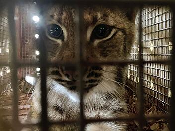 Der BR blickt in "Animal Takeoff" hinter die Kulissen des M&uuml;nchner Flughafens auf der Suche nach seinen tierischen Flugg&auml;sten. In der ersten Folge erwartet Amtsveterin&auml;r Henrik Tandler einen europ&auml;ischen Luchs (Foto), der von einem Zoo in den anderen umzieht.