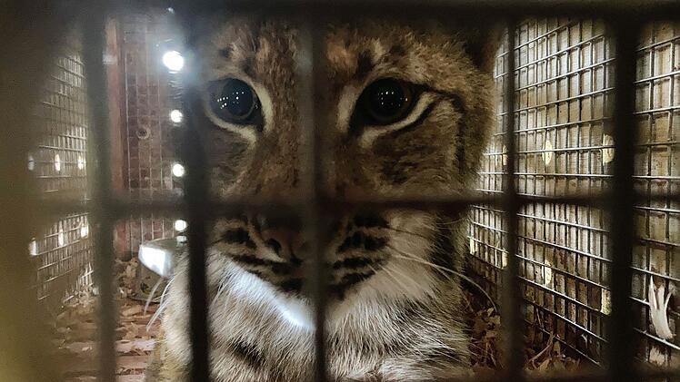 Der BR blickt in "Animal Takeoff" hinter die Kulissen des M&uuml;nchner Flughafens auf der Suche nach seinen tierischen Flugg&auml;sten. In der ersten Folge erwartet Amtsveterin&auml;r Henrik Tandler einen europ&auml;ischen Luchs (Foto), der von einem Zoo in den anderen umzieht.