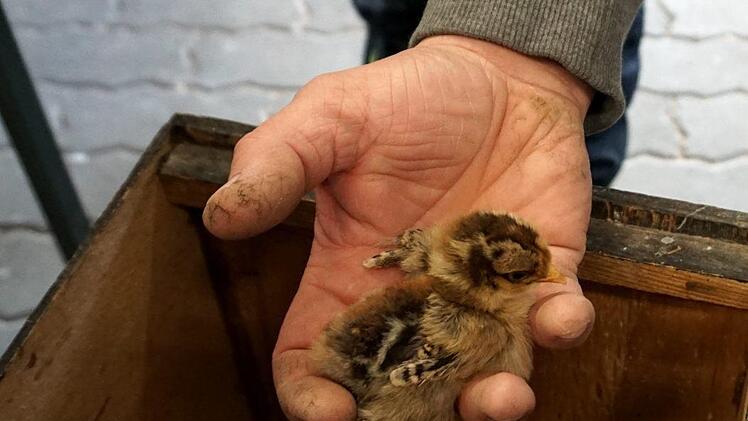 Die frisch geschlüpften Küken waren natürlich für die Kinder interessant. Foto: Richard Sänger