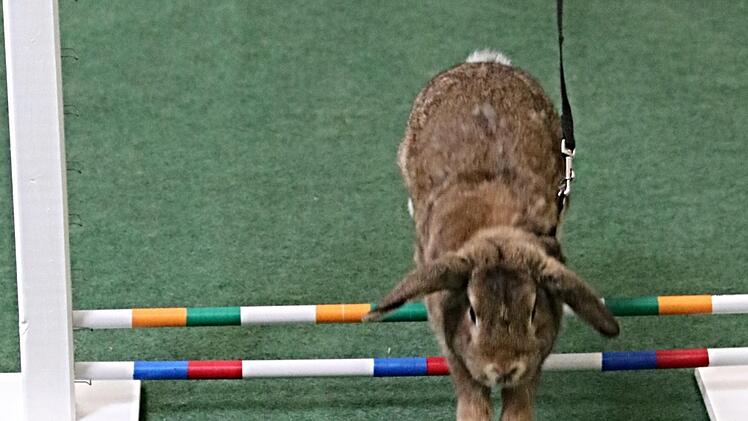 Geglückt. "Domino" hat die Hürde genommen. Foto: Helmut Will