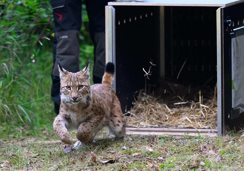 Weiterer Luchs in Sachsen ausgewildert