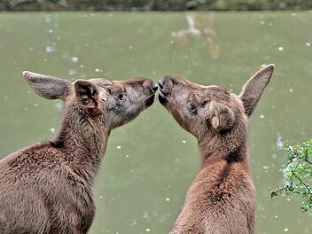 Ein Bussi für die Zwillingsschwester: Lillesol und Smilla sind heuer die große Attraktion im Schweinfurter Wildpark.  Foto: Florian Dittert