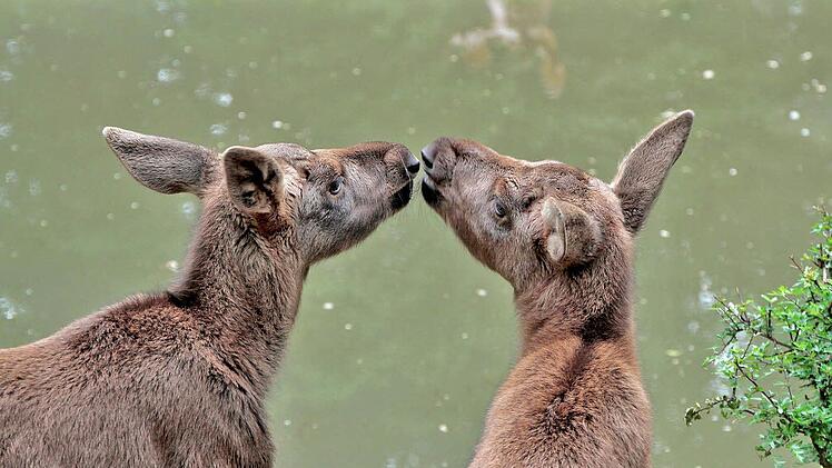 Ein Bussi für die Zwillingsschwester: Lillesol und Smilla sind heuer die große Attraktion im Schweinfurter Wildpark.  Foto: Florian Dittert