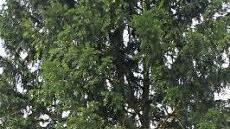 Florian Göger hat Baum Nr. 62, eine stattliche Eibe, "adoptiert".