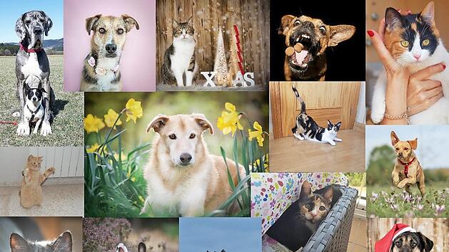 Den Tierheim-Kalender kann man sich mit einer gro&szlig;en Auswahl origineller Fotos selbst zusammenstellen. Foto: Tierheim