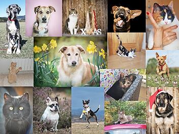 Den Tierheim-Kalender kann man sich mit einer gro&szlig;en Auswahl origineller Fotos selbst zusammenstellen. Foto: Tierheim