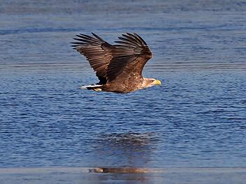 Der Seeadler kehrt zurück nach Franken. Bild: LBV/Edmund Abel