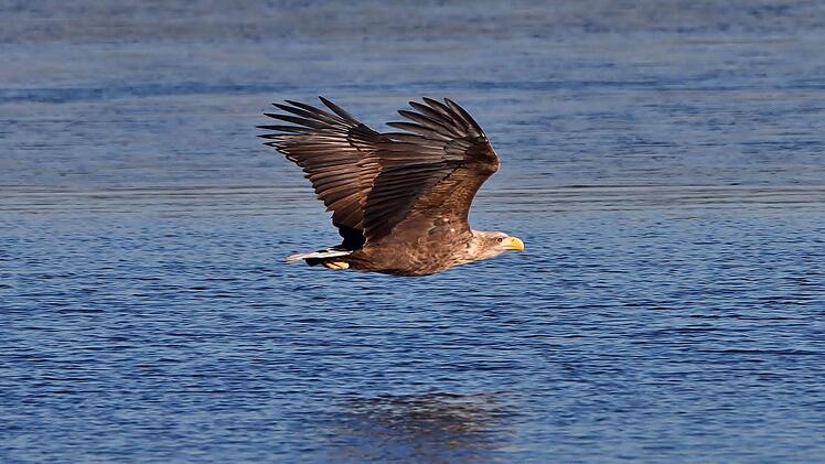 Der Seeadler kehrt zurück nach Franken. Bild: LBV/Edmund Abel