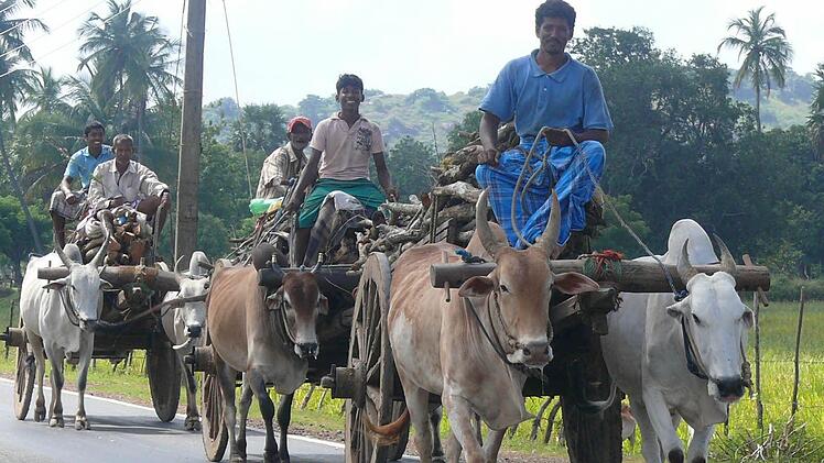 Holztransport wie anno dazumal: In abgelegenen Teilen Sri Lankas trifft man noch auf ursprüngliche Lebens- und Arbeitsverhältnisse.