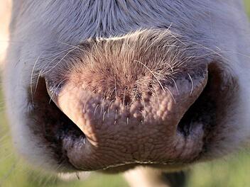In Sand am Main ist am Samstag eine Kuh entlaufen. Mehrere Polizeiautos und ein Hubschrauber waren n&ouml;tig, um das Tier wieder einzufangen. Bis dahin hatte die Kuh aber ein Gew&auml;chshaus und einen Roller erheblich besch&auml;digt. Symbolfoto: pixel2013/pixabay.com