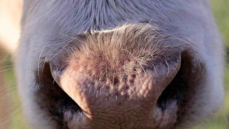 In Sand am Main ist am Samstag eine Kuh entlaufen. Mehrere Polizeiautos und ein Hubschrauber waren n&ouml;tig, um das Tier wieder einzufangen. Bis dahin hatte die Kuh aber ein Gew&auml;chshaus und einen Roller erheblich besch&auml;digt. Symbolfoto: pixel2013/pixabay.com