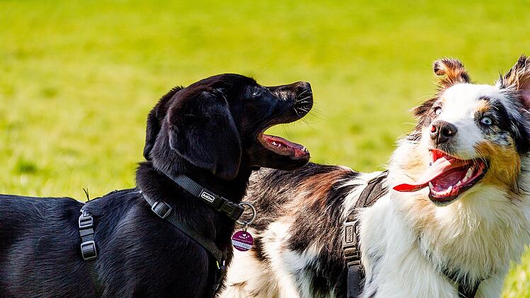 Bamberg: Fraktionen wollen Hundewiese im ERBA-Park