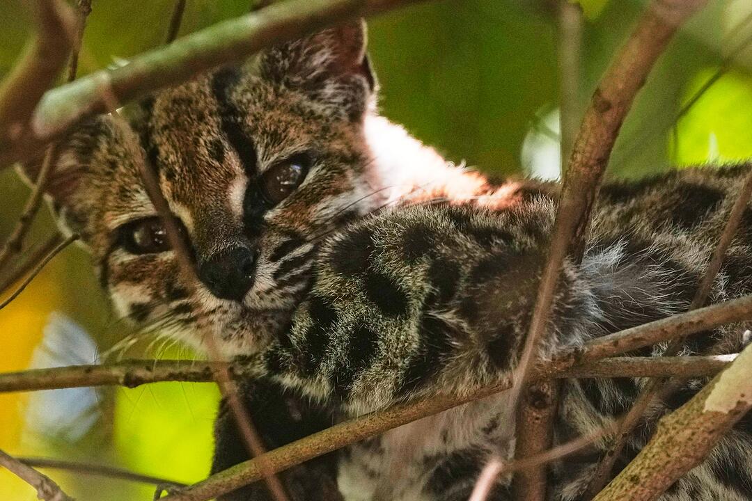 Neue Katzenart in Bolivien entdeckt