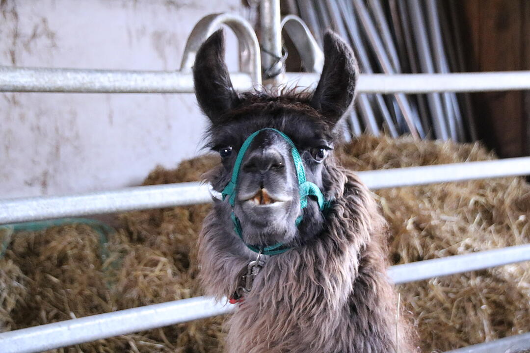 Zu Besuch bei Lamas und Kamelen im Kreis Haßberge
