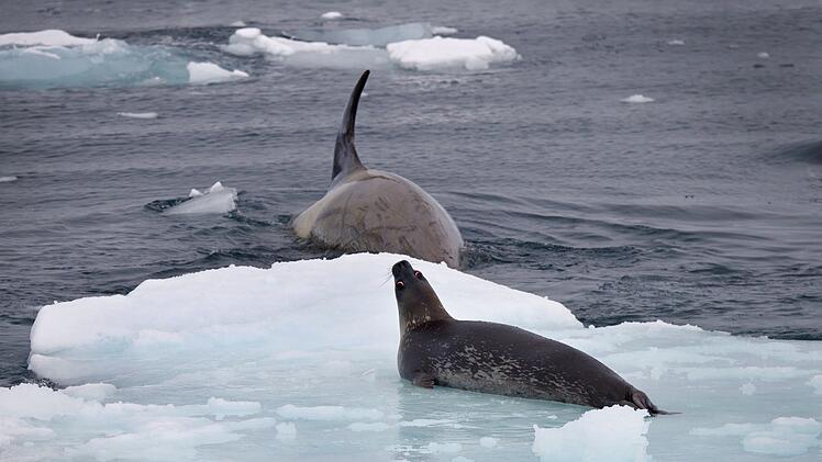 Auch die Seeleoparden stehen auf dem Speiseplan des Orcas.