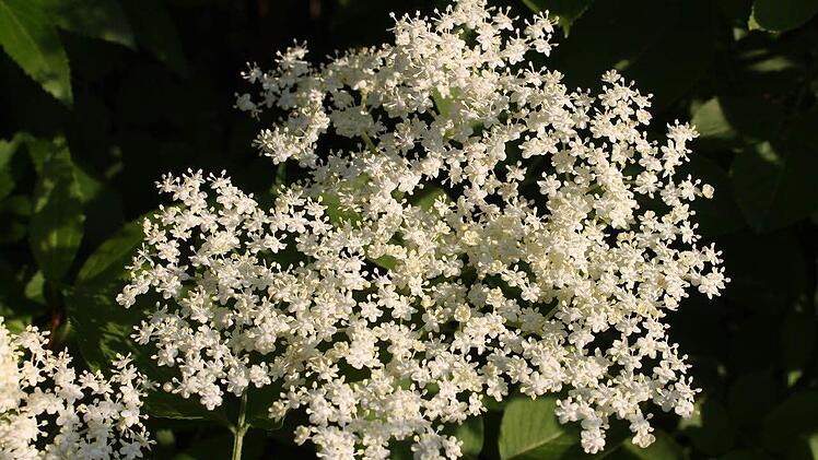 Lecker, gesund und heilsam: Der Holunder steht derzeit überall in voller Blüte.