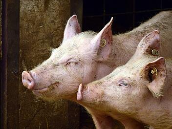 Kulmbach modernisiert Schlachthof: Zukunftssicherung ab 2027