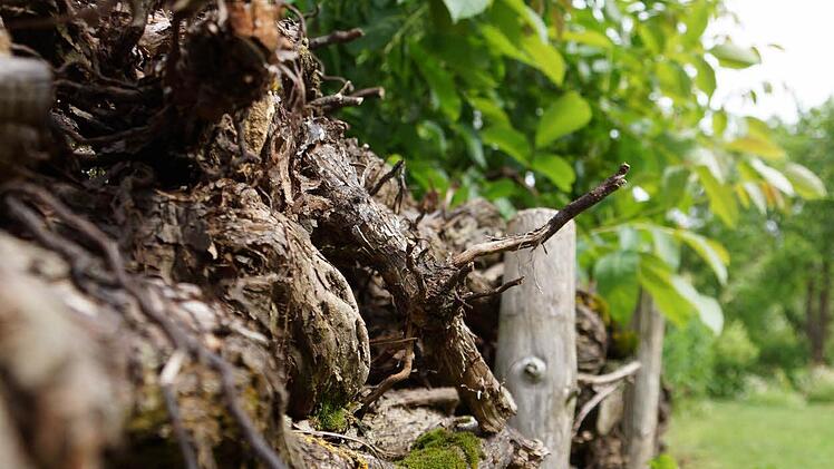 Im Garten der Familie Schneider