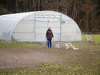 Einsam und verlassen: Carmen Schreiber mit ihrem privaten Rudel Miky, Tamaya und Balu. Seit 16. Dezember ist das Gelände der Hundetrainerin in Lindau verweist, darf sie nicht einmal mehr Einzelcoaching anbieten.