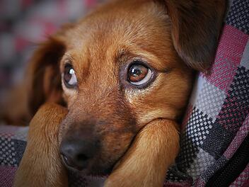 Symbolbild: Hund - pixabay.com