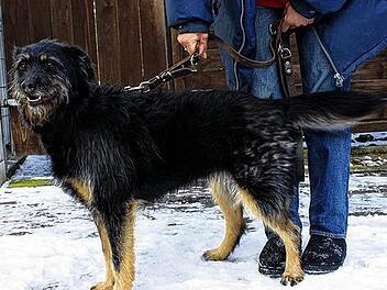 Carry mag auch k&uuml;rzere Spazierg&auml;nge