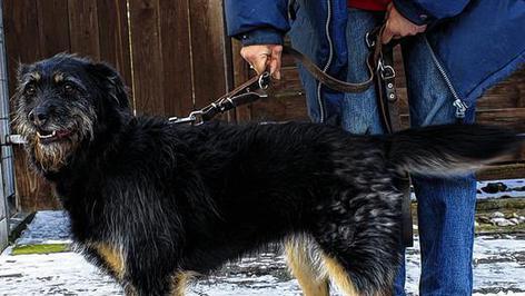 Carry mag auch k&uuml;rzere Spazierg&auml;nge