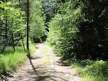 Nicht alle Waldwege in der Gemeinde Reichenbach sind in einem guten Zustand. Symbolfoto: Archiv/Manja von Nida