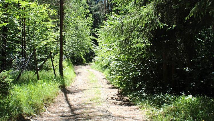 Nicht alle Waldwege in der Gemeinde Reichenbach sind in einem guten Zustand. Symbolfoto: Archiv/Manja von Nida