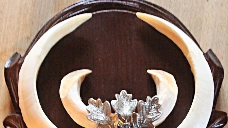 Als Trophäe hängen die wuchtigen Hauer eines stattlichen Keilers den Monika Heim erlegt hat im Hause Heim. Foto: Helmut Will